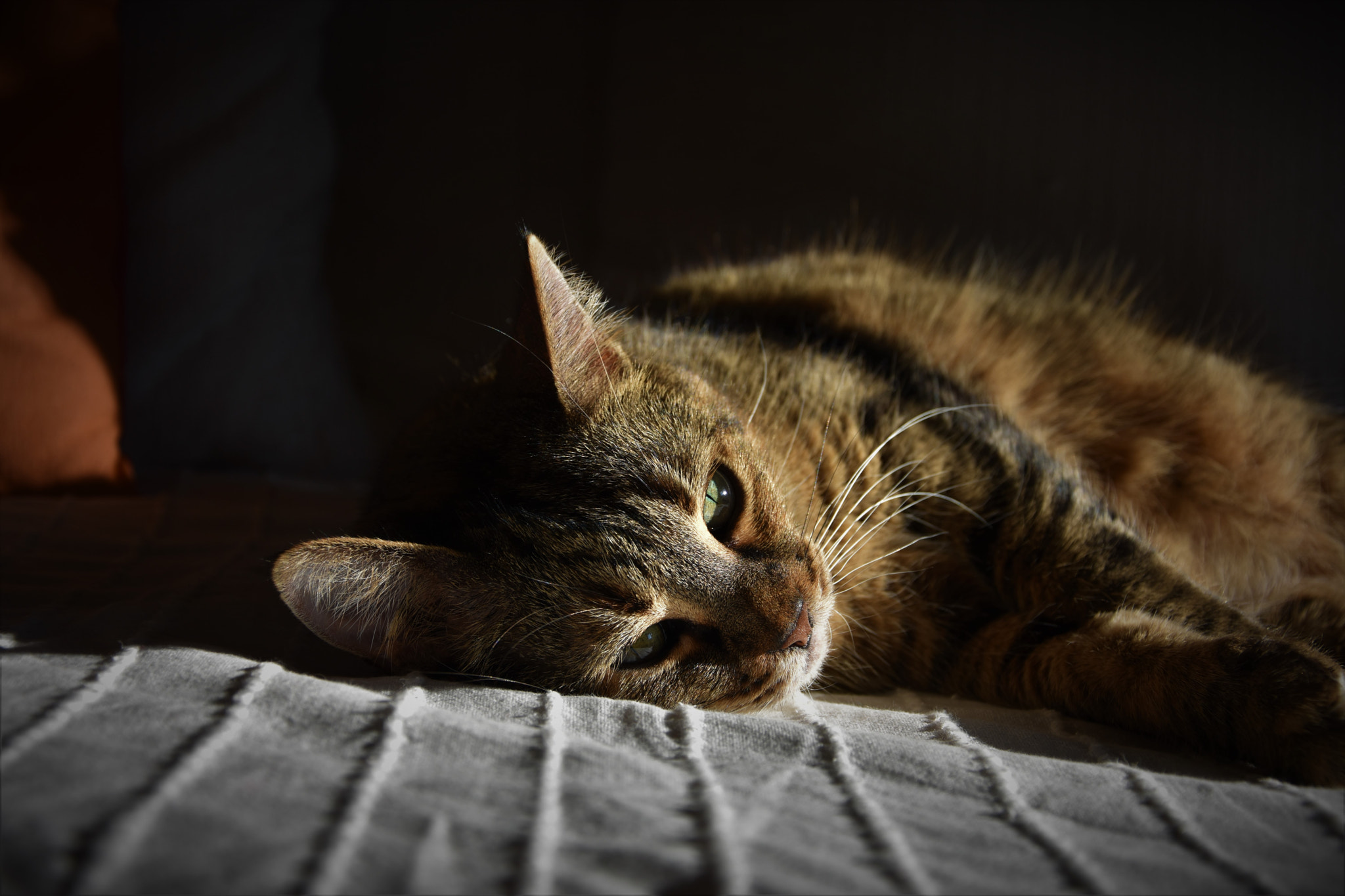 Nikon D3400 sample photo. Sweet cat's life photography