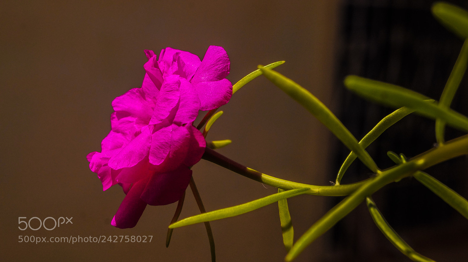 Sony Alpha a3000 sample photo. Untitled photography