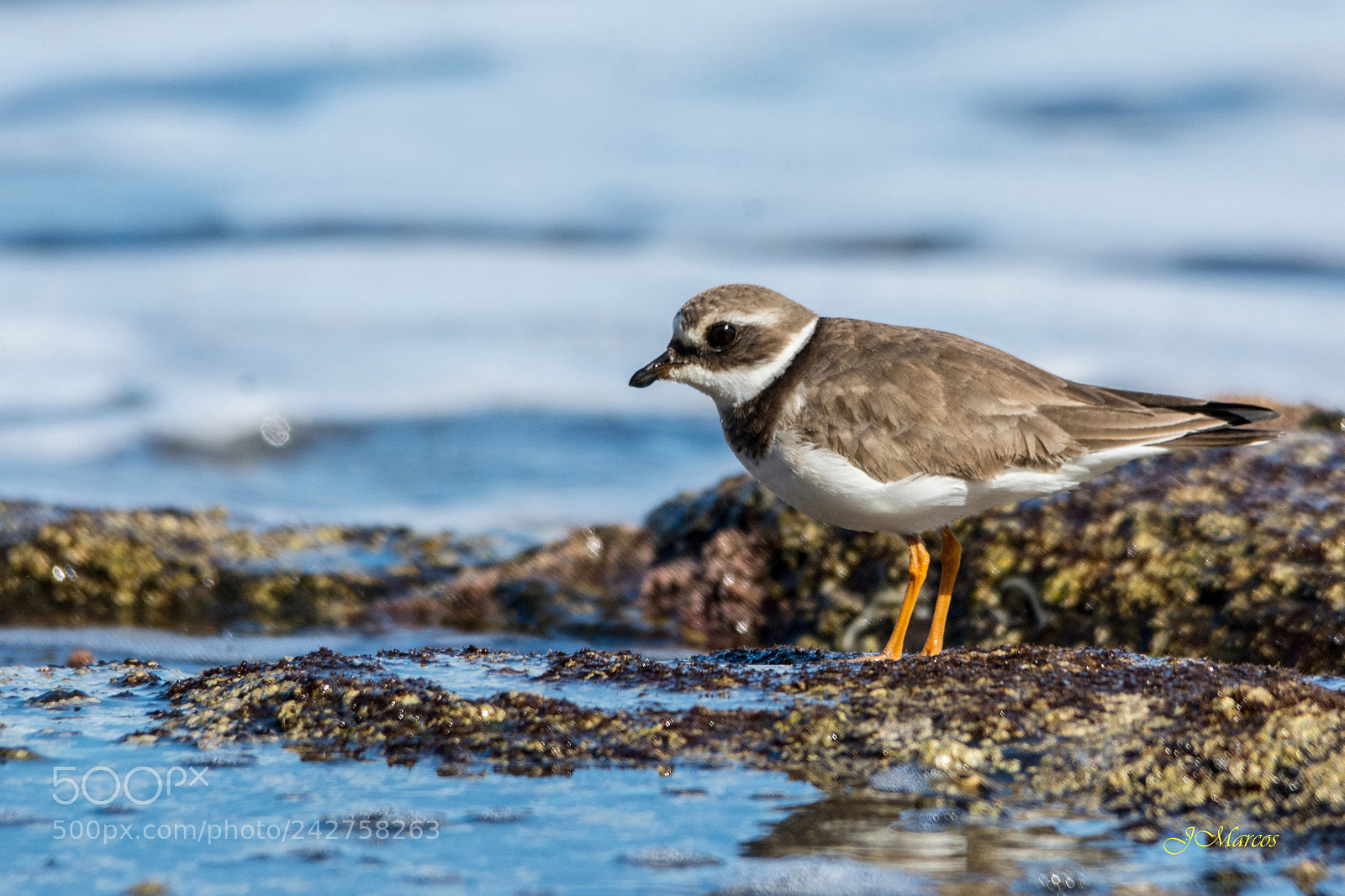 Nikon D7100 sample photo. Common ringed plover photography