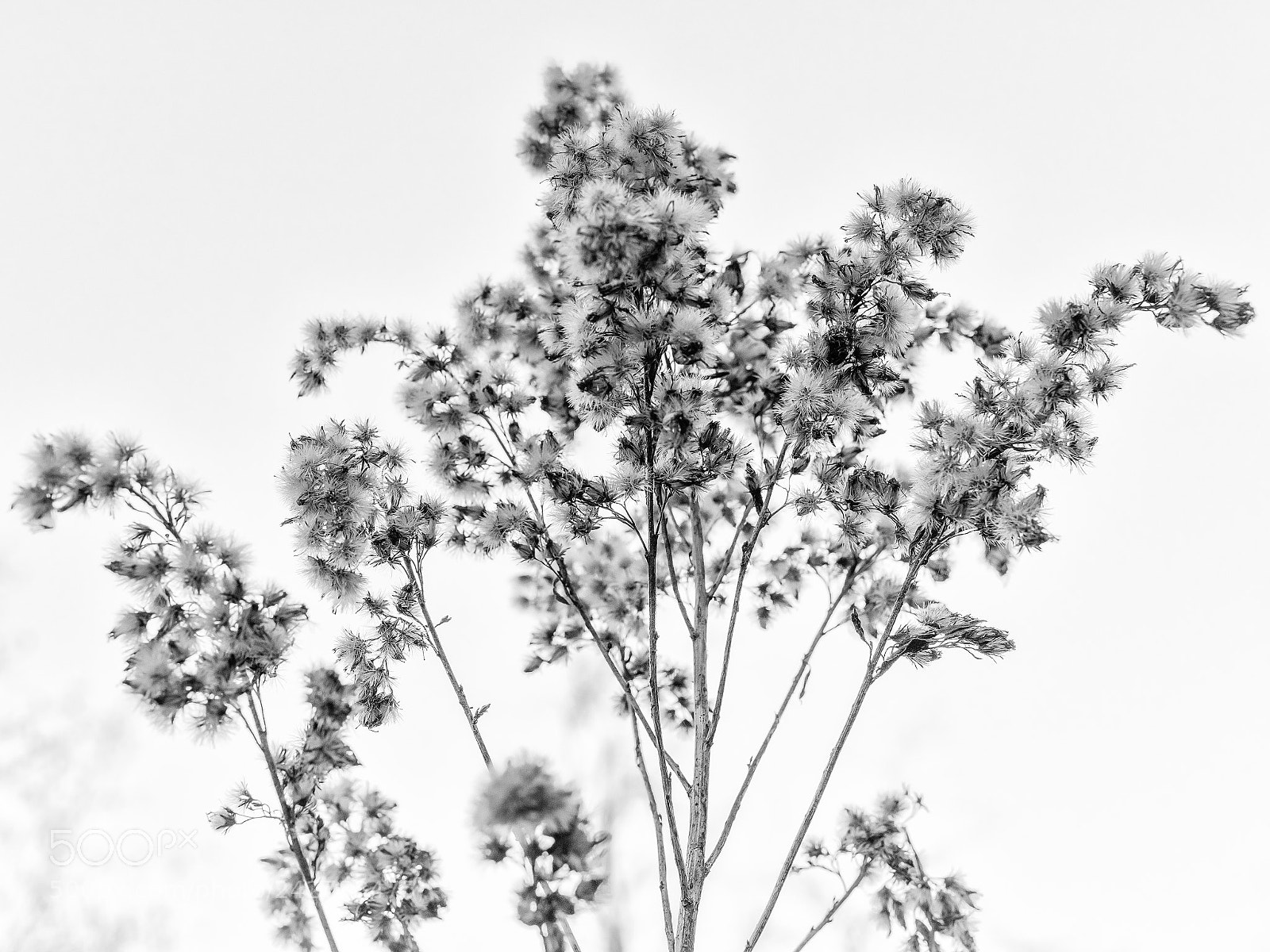 Nikon D810 sample photo. Withered photography