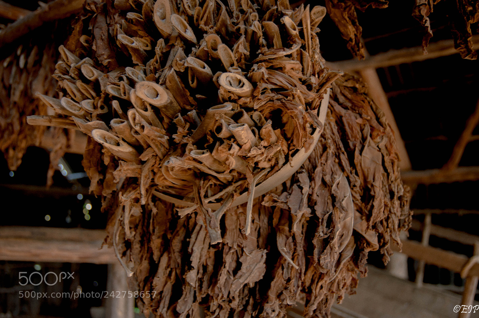 Nikon D3200 sample photo. Cuban tobacco photography