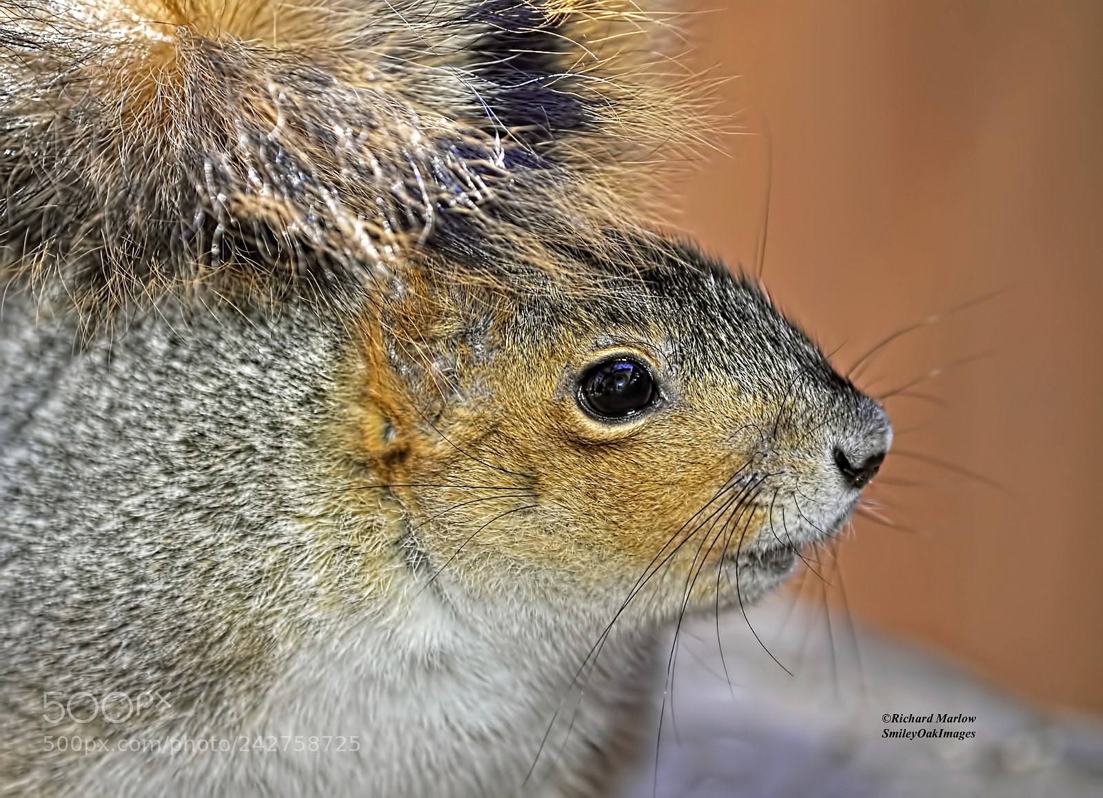 Nikon D5000 sample photo. Fox squirrell photography