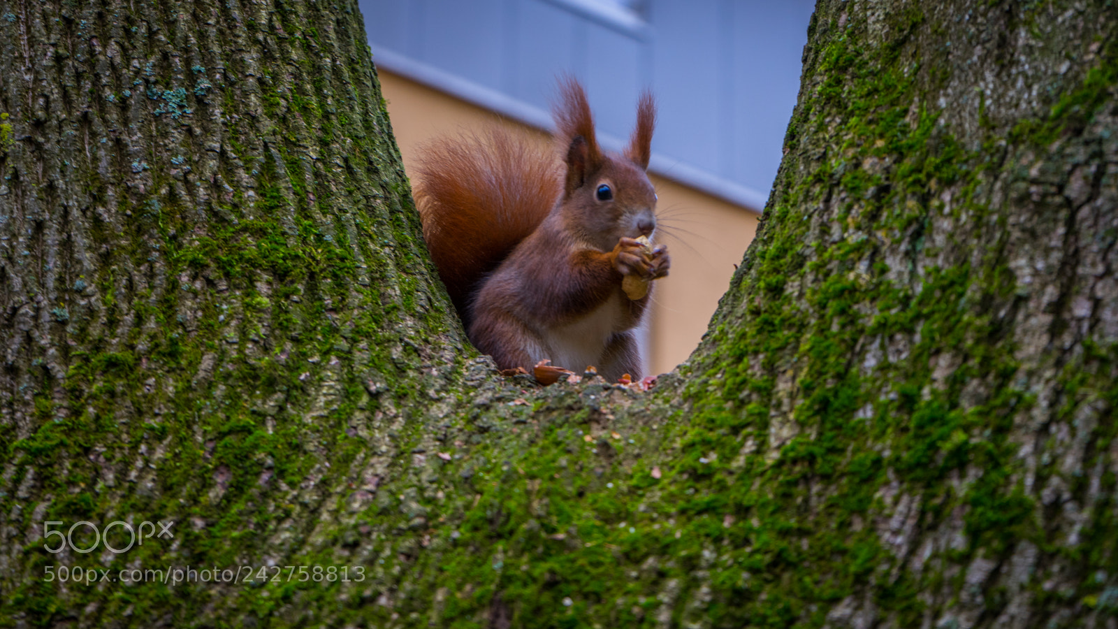 Sony a7 II sample photo. Squirrel in munich eichh photography