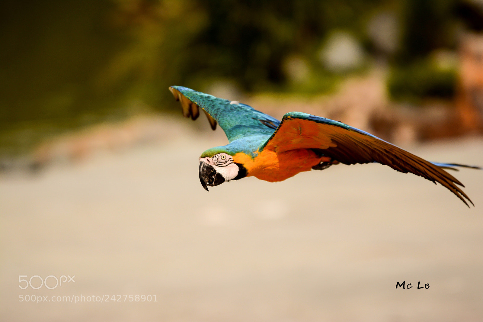 Nikon D7100 sample photo. Ara bleu photography