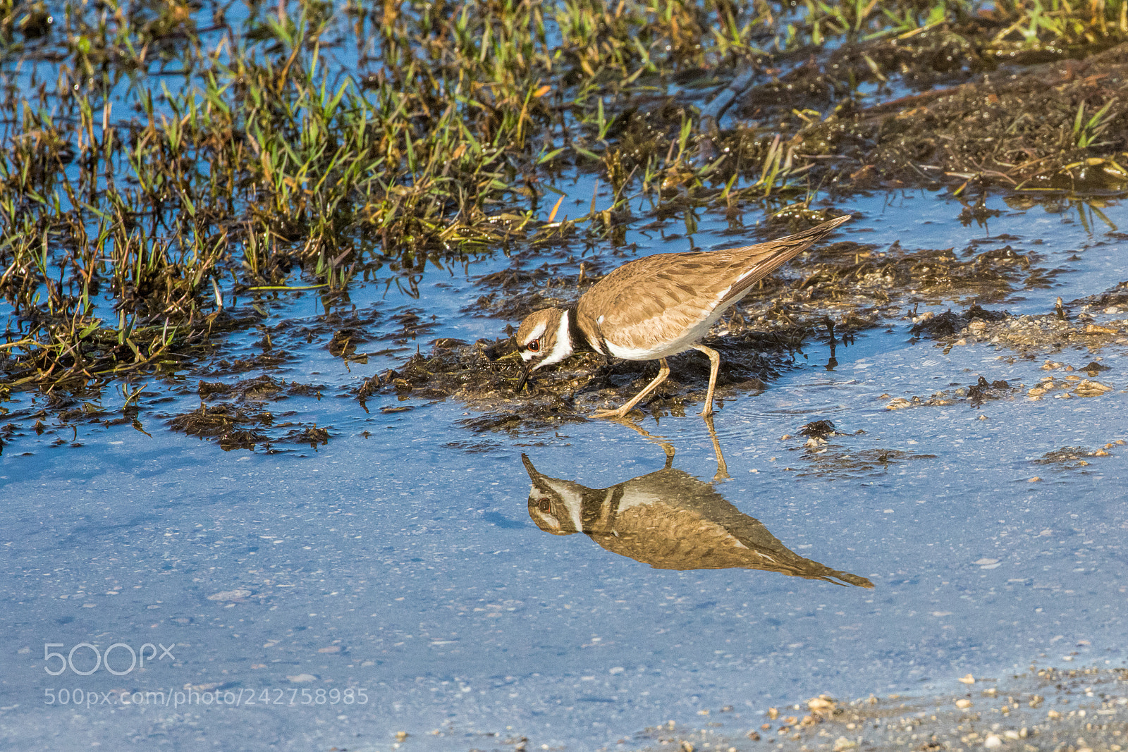 Canon EOS 7D Mark II sample photo. Killdeer reflection photography