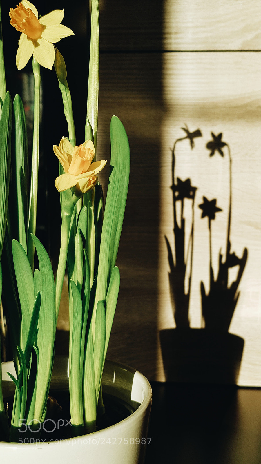 Samsung Galaxy S8+ sample photo. Spring vibes photography