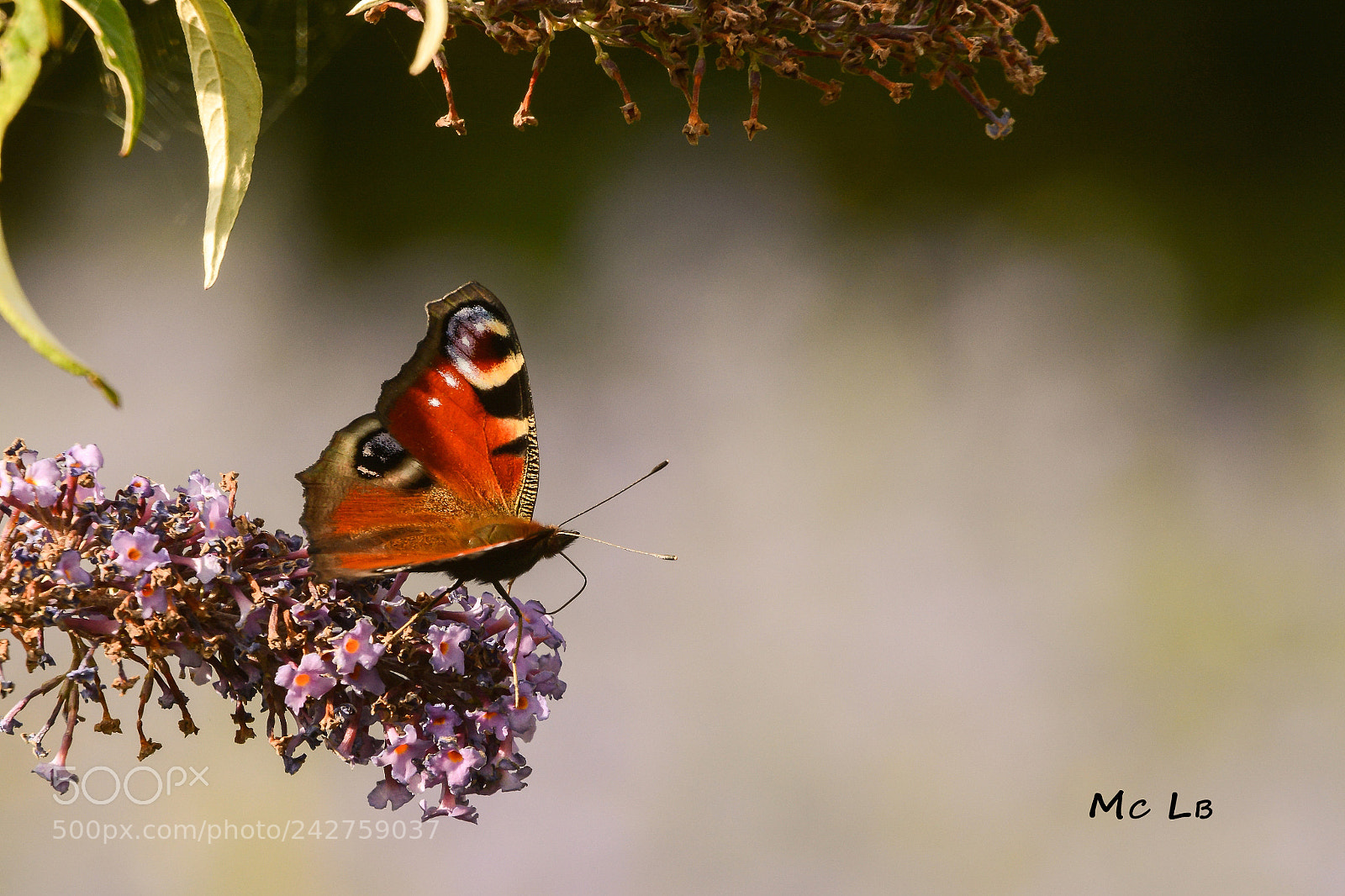 Nikon D7100 sample photo. Paon de jour photography