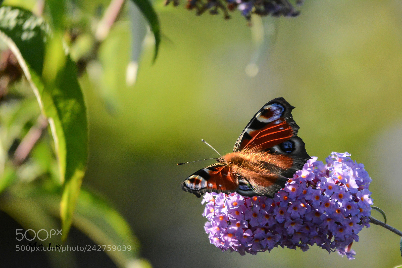 Nikon D7100 sample photo. Paon de jour photography