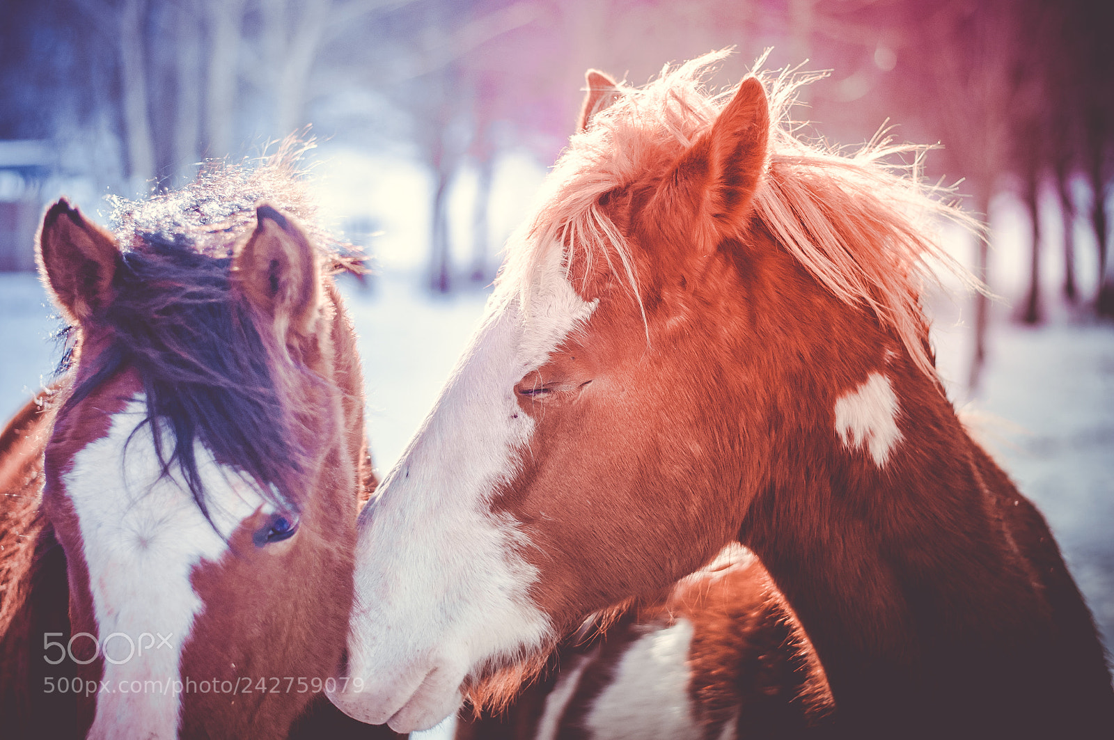 Nikon D300S sample photo. Tender moment photography