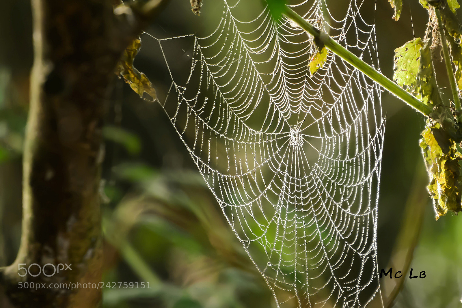 Nikon D7100 sample photo. Piège à insectes photography