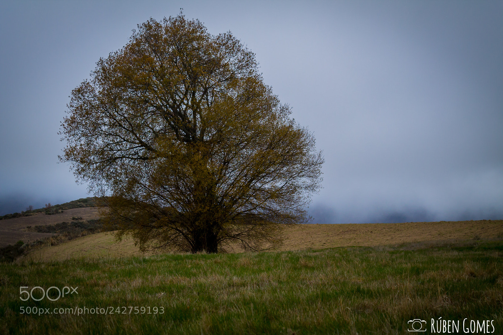 Canon EOS 1100D (EOS Rebel T3 / EOS Kiss X50) sample photo. Lonely tree photography