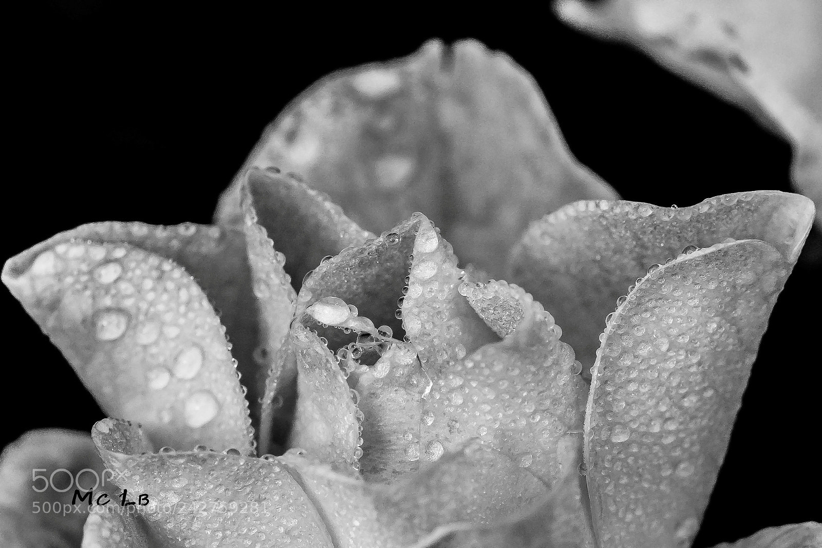 Nikon D7100 sample photo. Rosa perl e du photography