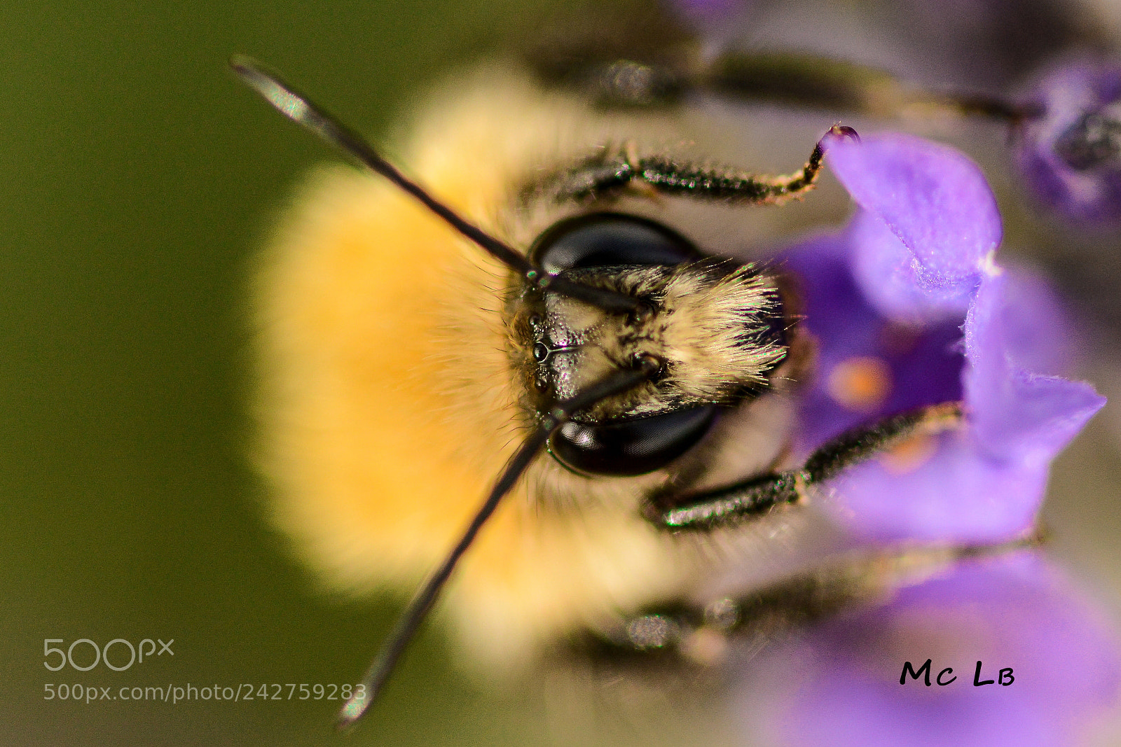 Nikon D7100 sample photo. Bzzzzz photography