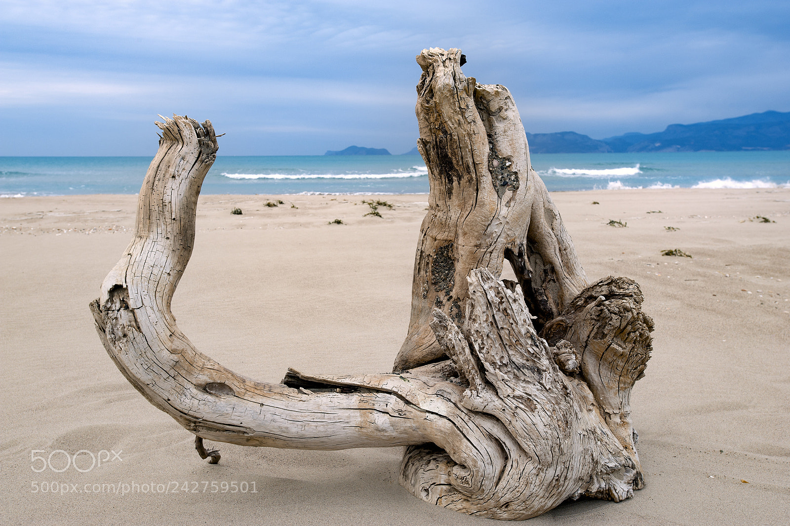 Nikon D700 sample photo. Logs of old trees photography