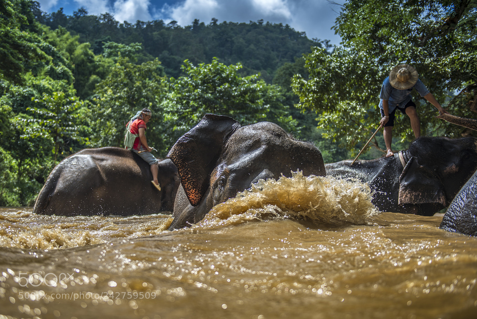 Nikon D610 sample photo. Elephant photography