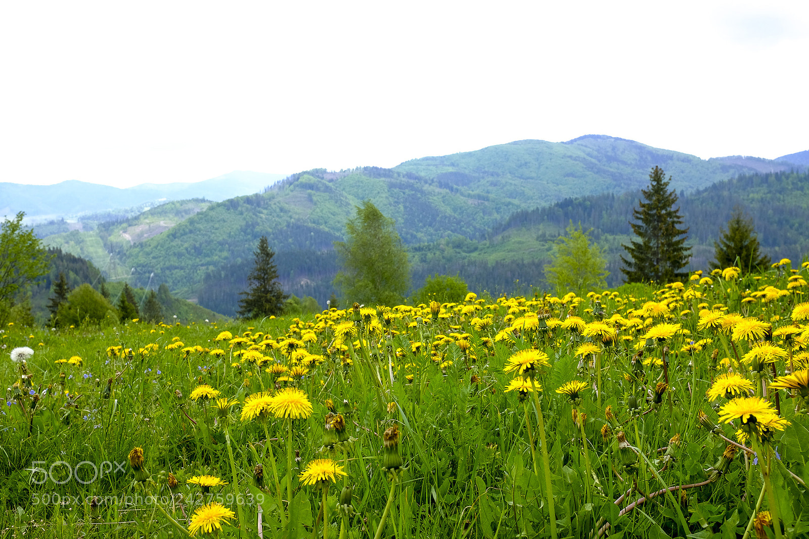 Fujifilm X100S sample photo. жёлтые одуванчики photography