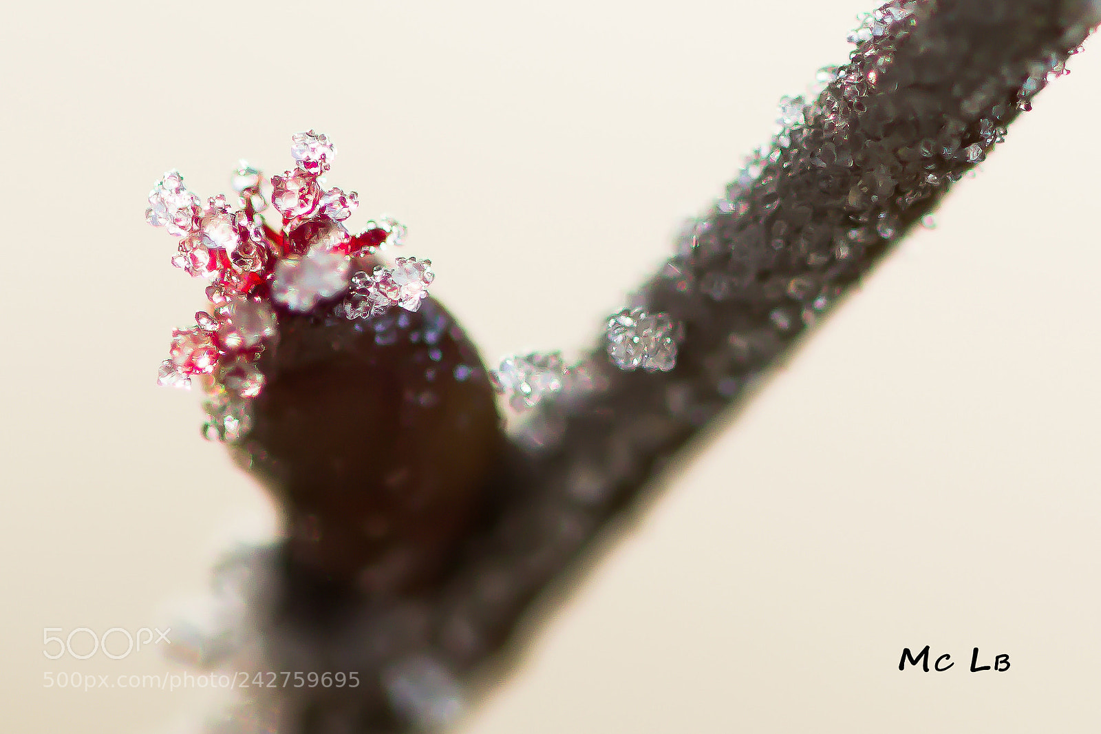 Nikon D7100 sample photo. Fleur femelle de corylus photography