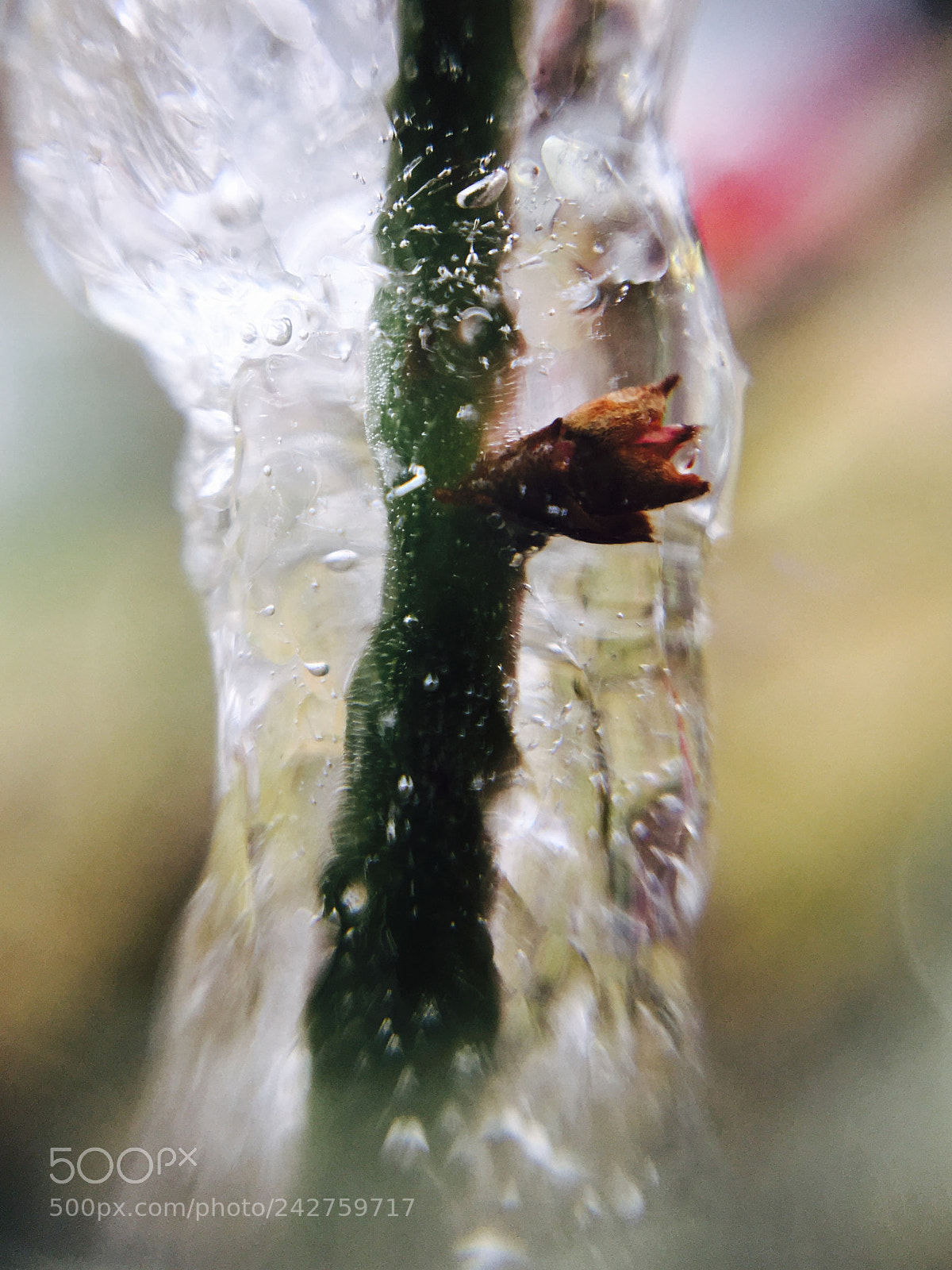 Apple iPhone 6s sample photo. Untitled photography