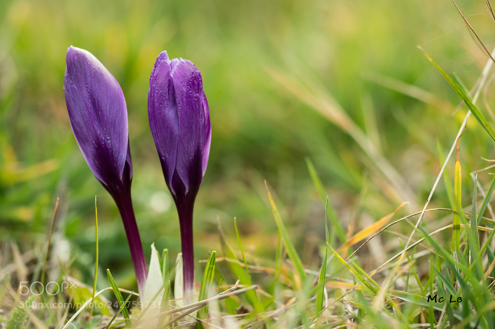 Nikon D7100 sample photo. Crocus photography