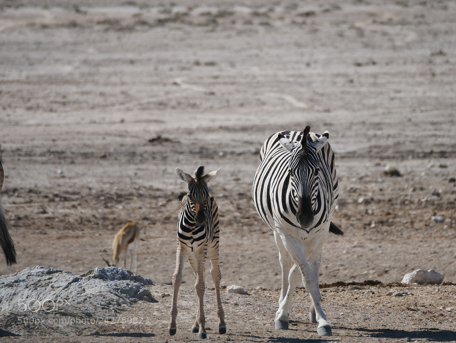 Panasonic Lumix DMC-GX85 (Lumix DMC-GX80 / Lumix DMC-GX7 Mark II) sample photo. Namibia photography