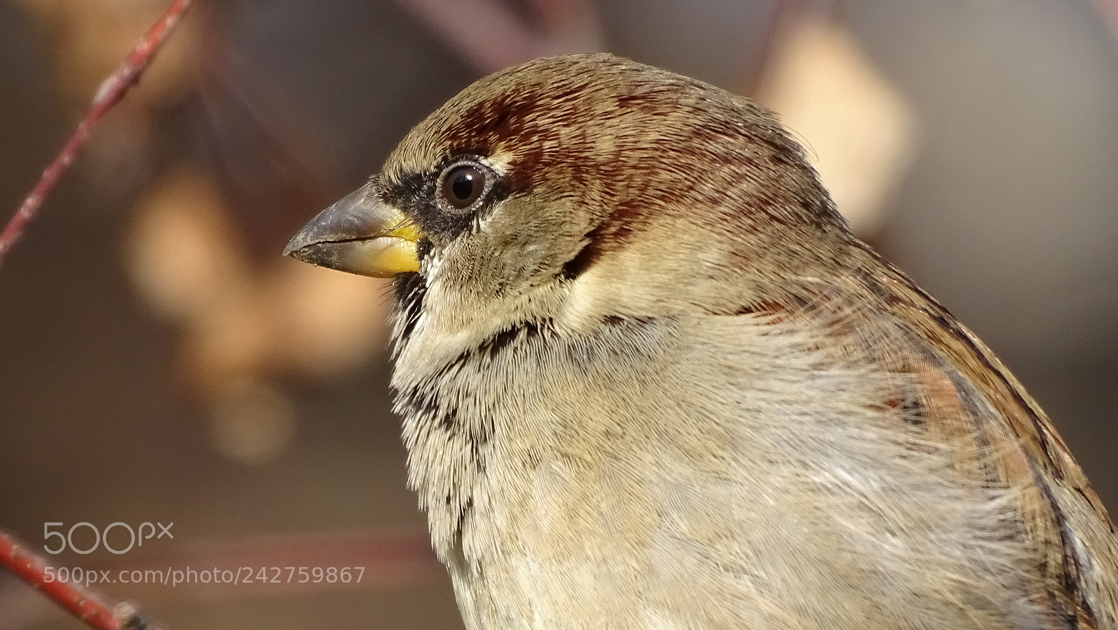 Sony Cyber-shot DSC-HX400V sample photo. Cute bird photography