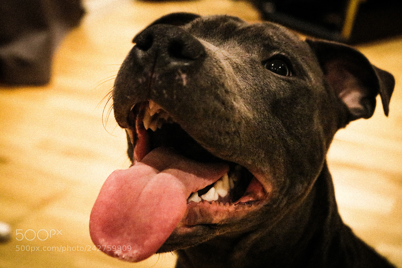 Canon EOS 750D (EOS Rebel T6i / EOS Kiss X8i) sample photo. Alba photography