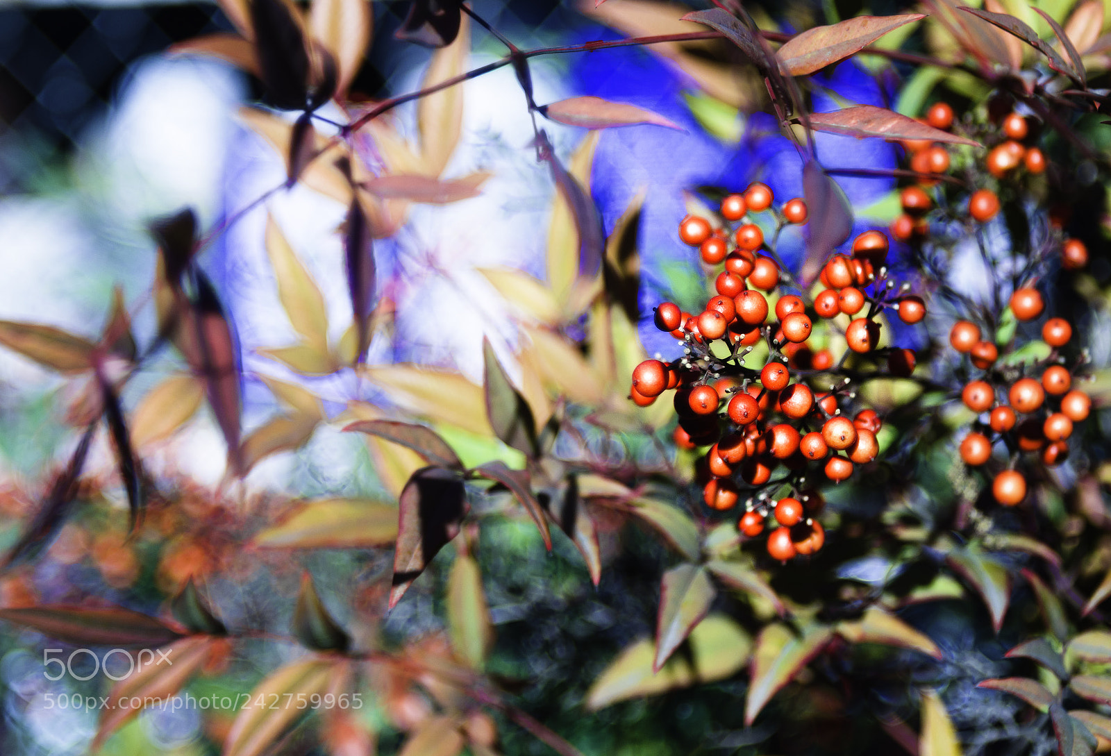 Nikon D5100 sample photo. Nandina iii photography