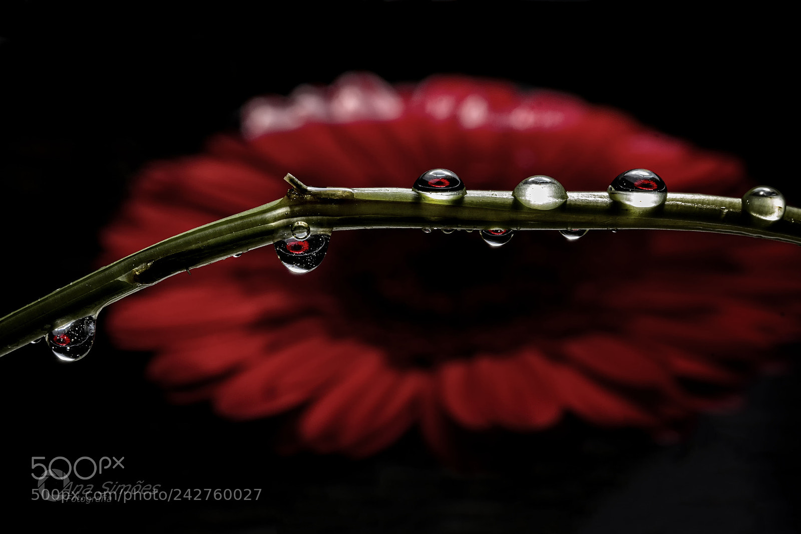 Canon EOS 60D sample photo. Drops photography