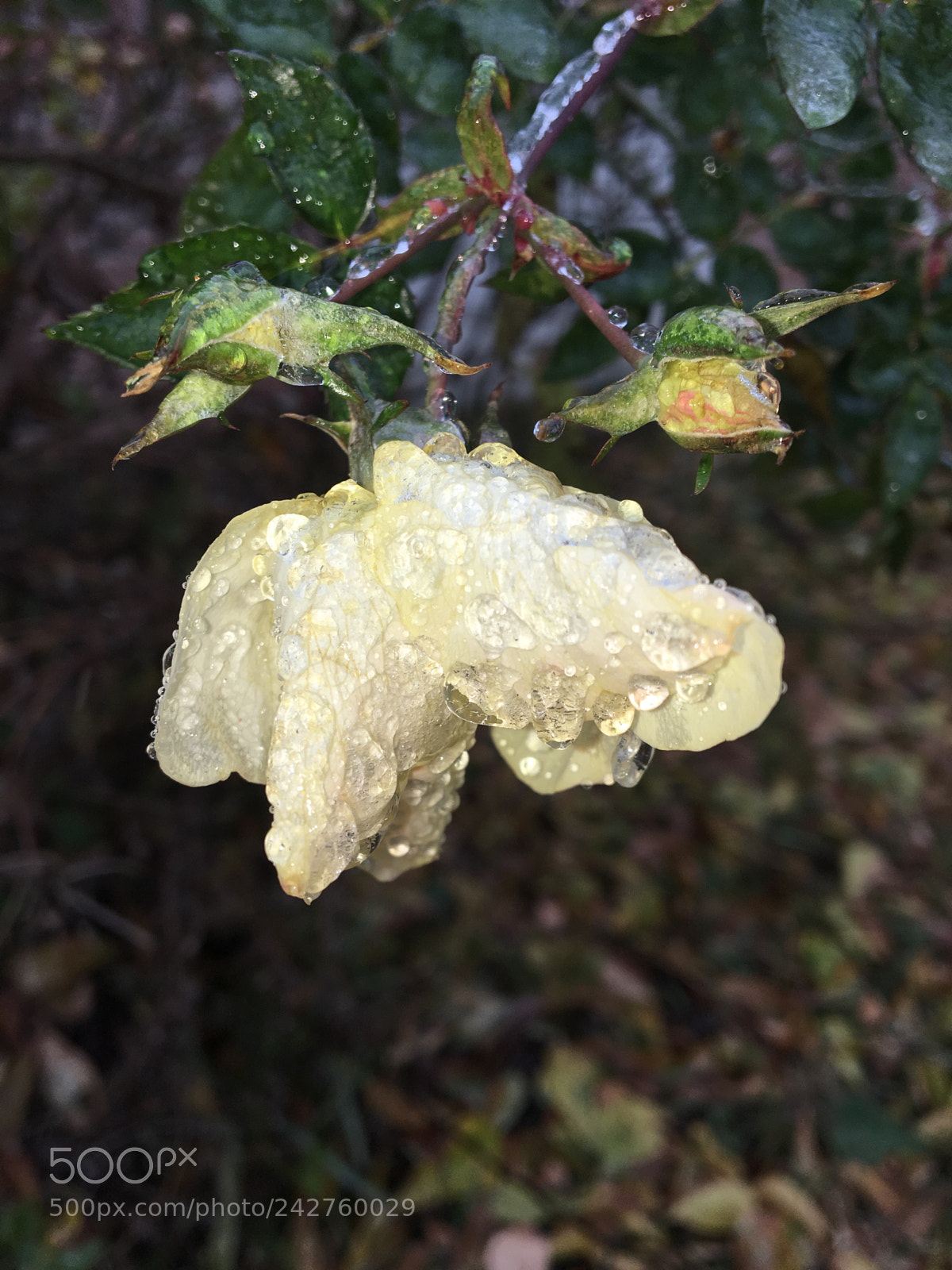 Apple iPhone 6s sample photo. Untitled photography