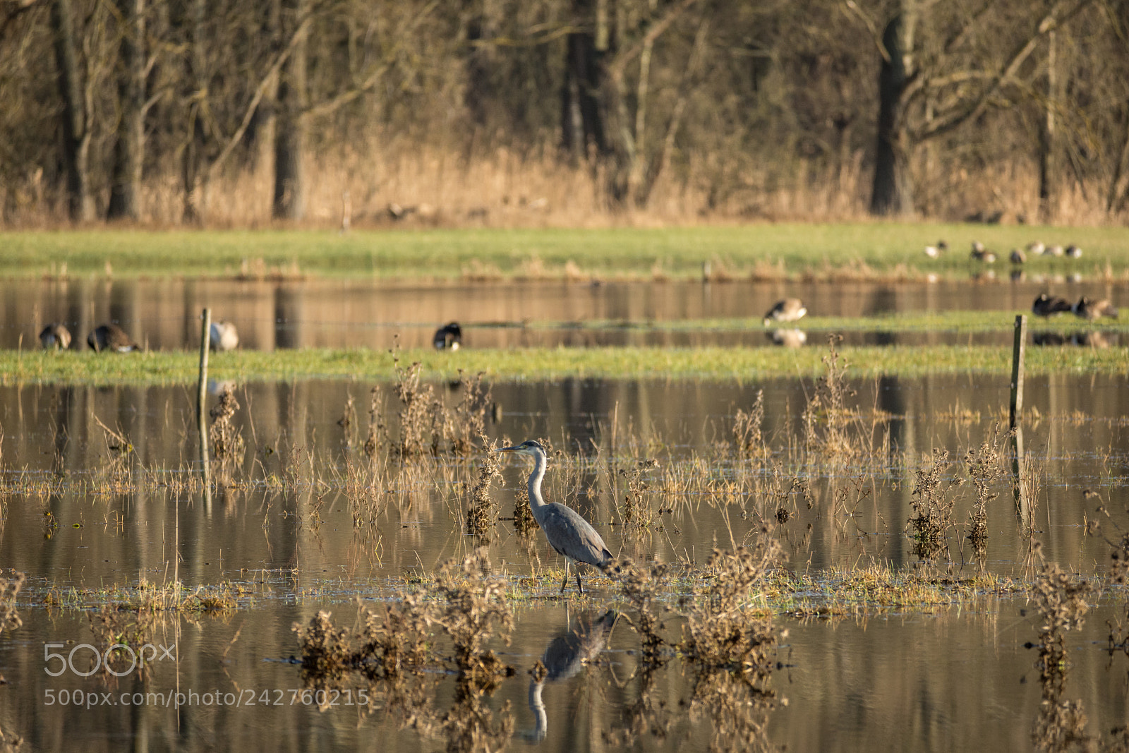 Nikon D7200 sample photo. Gray heron photography
