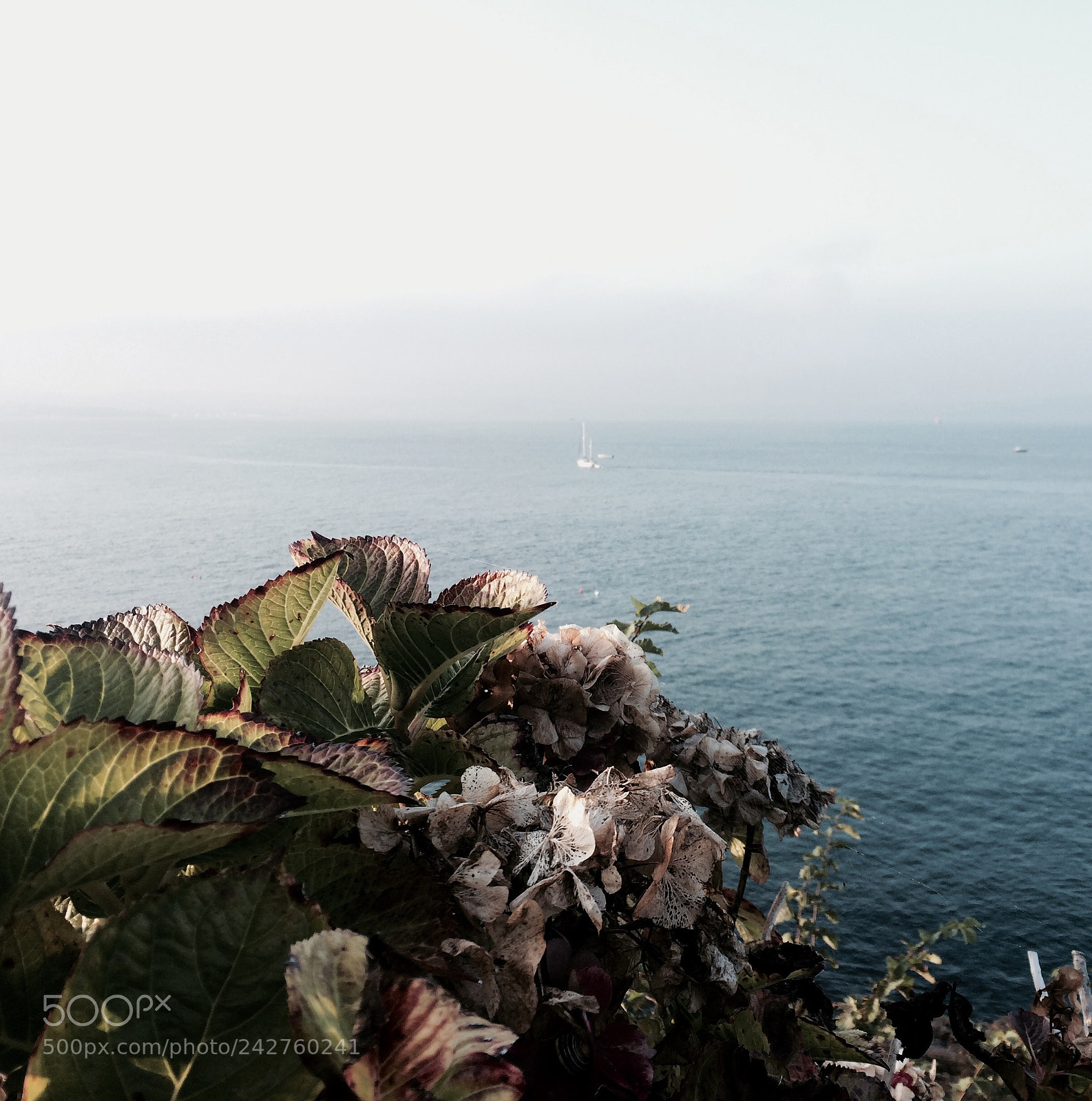 Apple iPhone 5s sample photo. Brixham, torbay devon photography