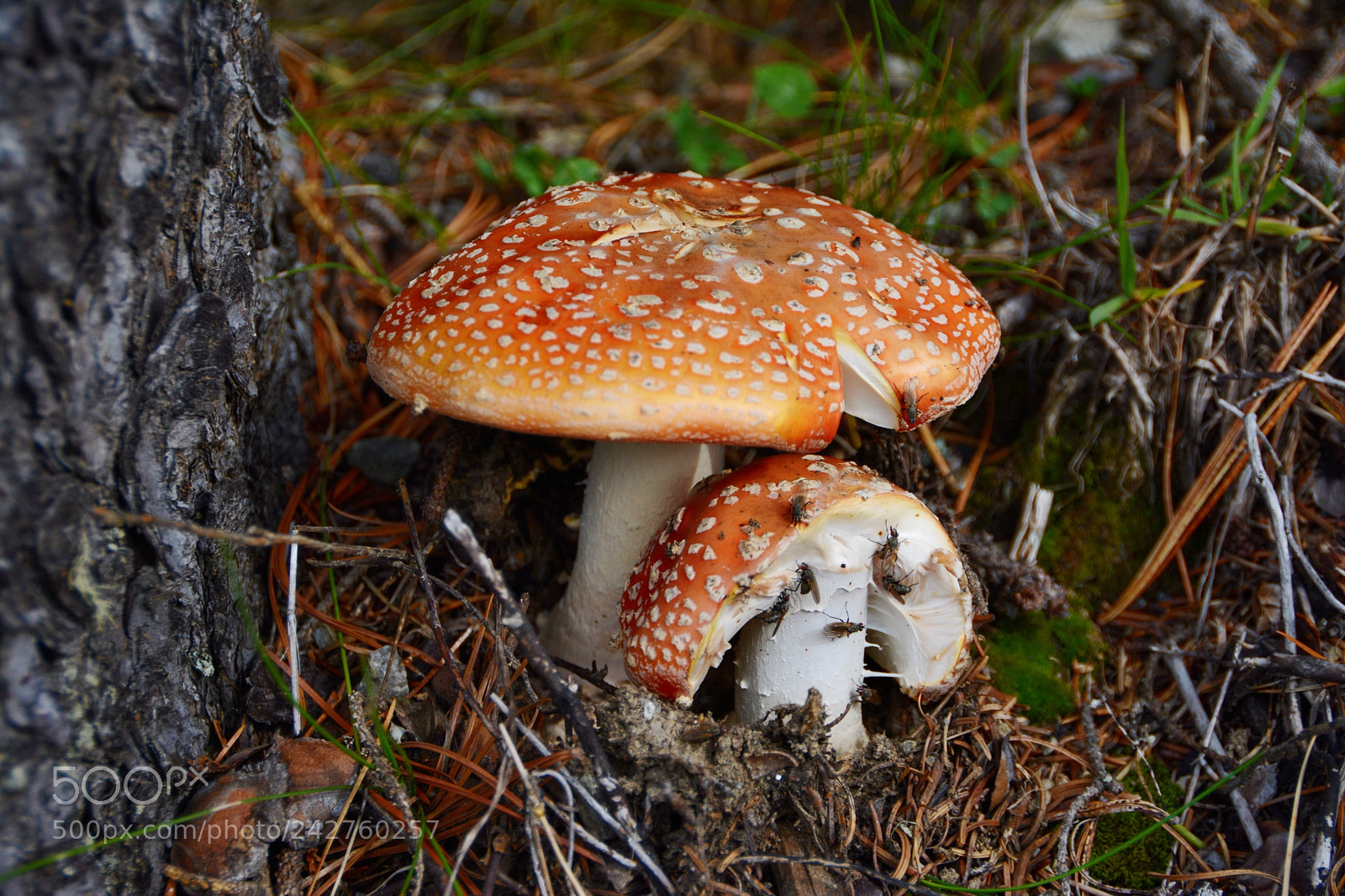 Nikon D7100 sample photo. Fliegenpilze photography