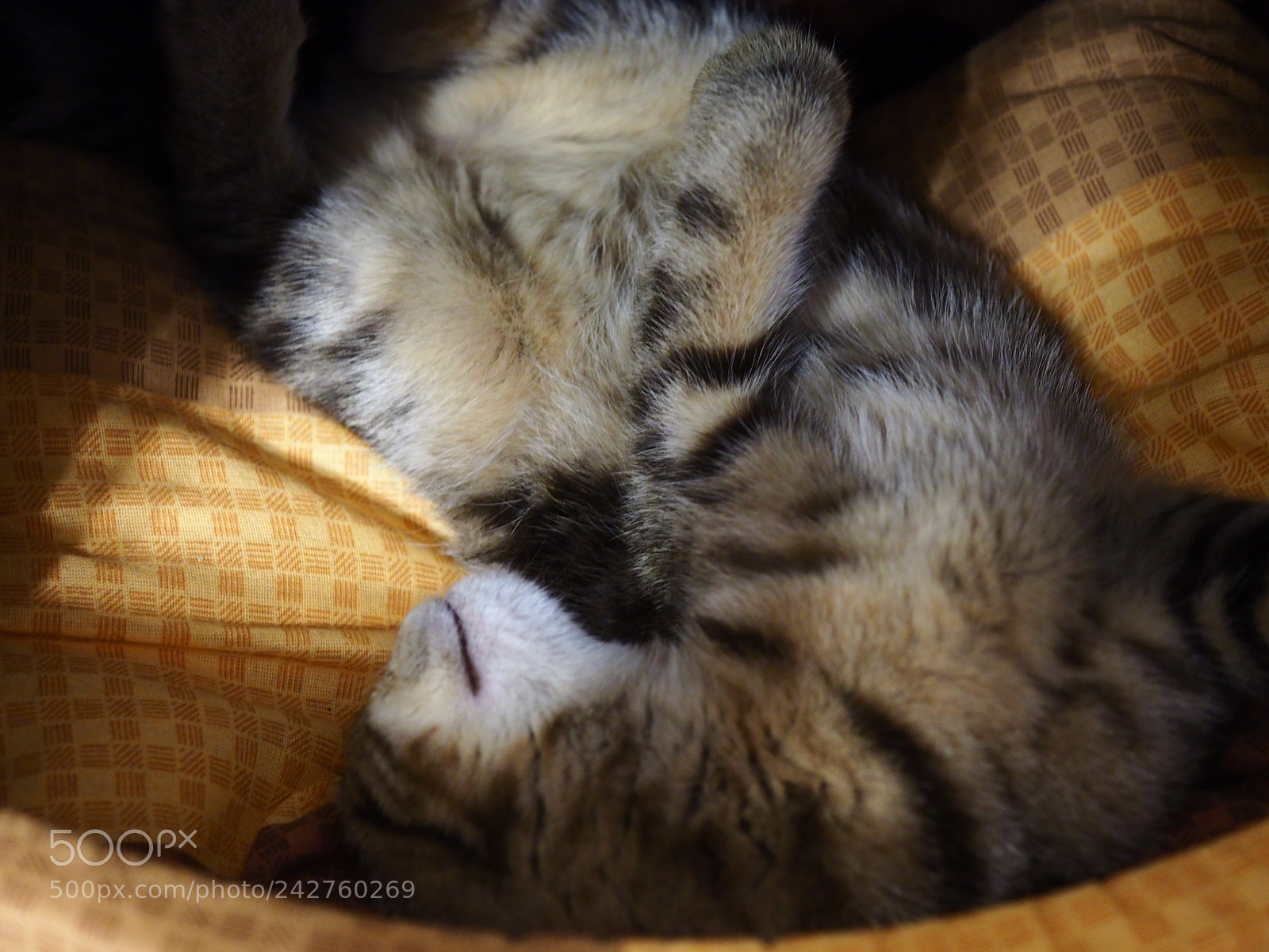 Olympus OM-D E-M10 II sample photo. Sleeping kitty photography