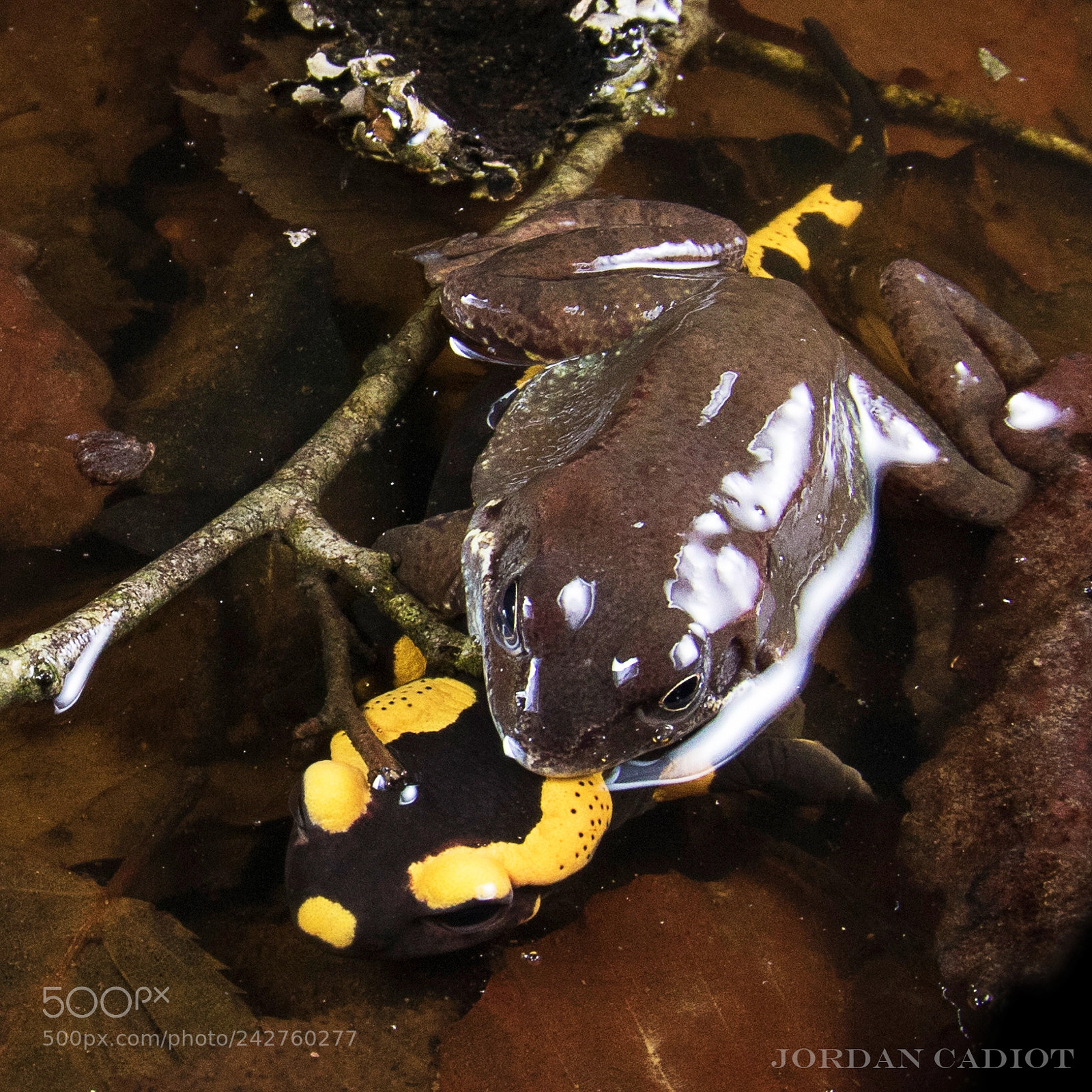 Canon EOS 7D Mark II sample photo. Frog and fire salamander photography
