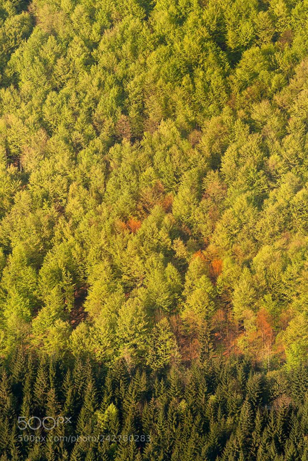 Nikon D800 sample photo. Trees photography