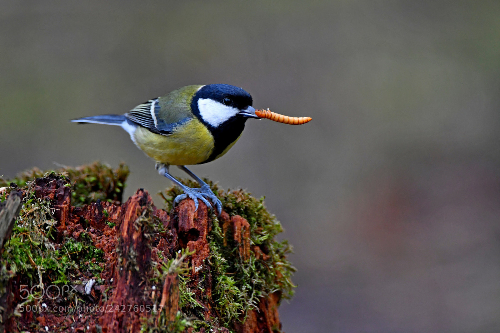 Nikon D500 sample photo. Great tit photography