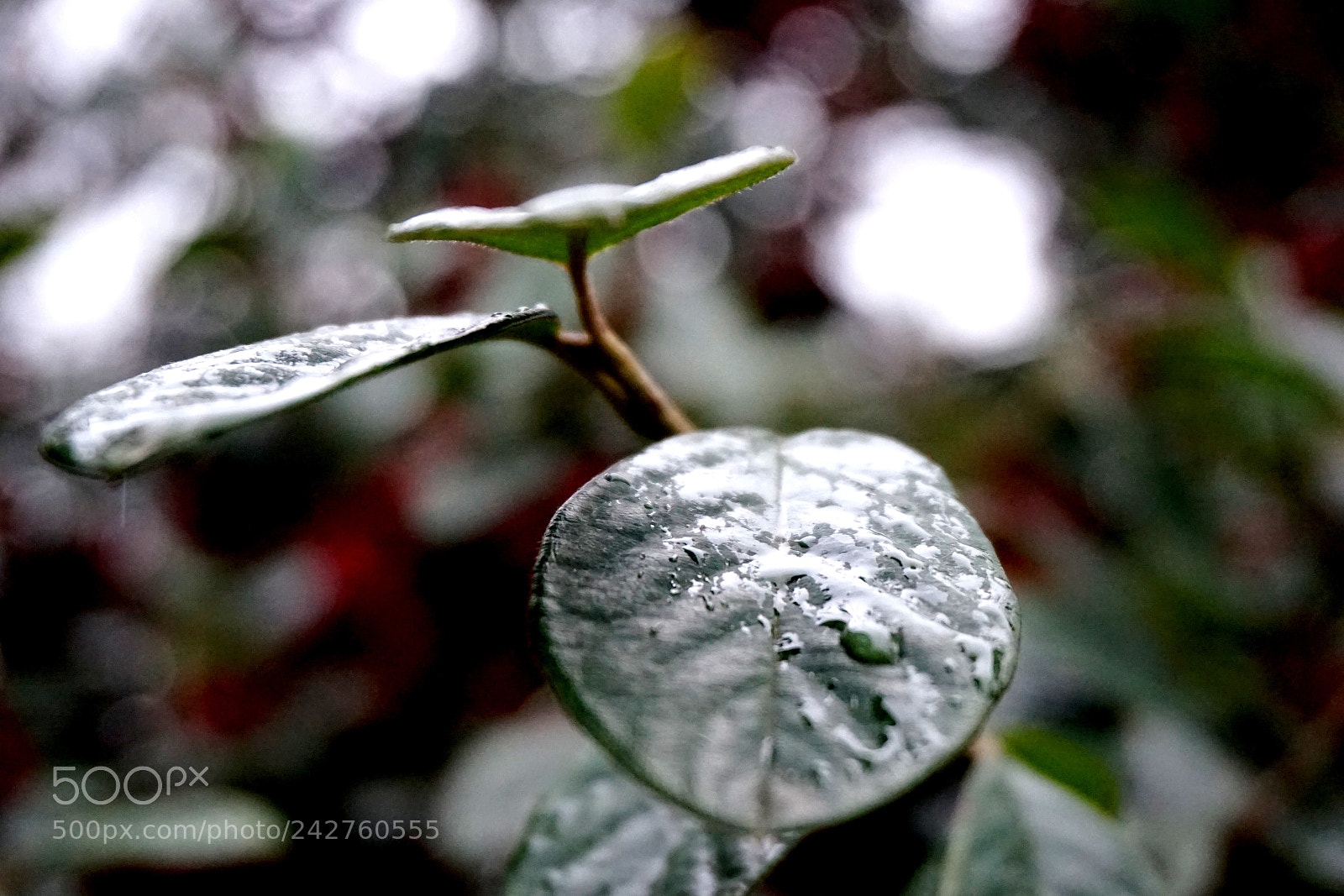 Sony Alpha a5000 (ILCE 5000) sample photo. Goodnight! photography