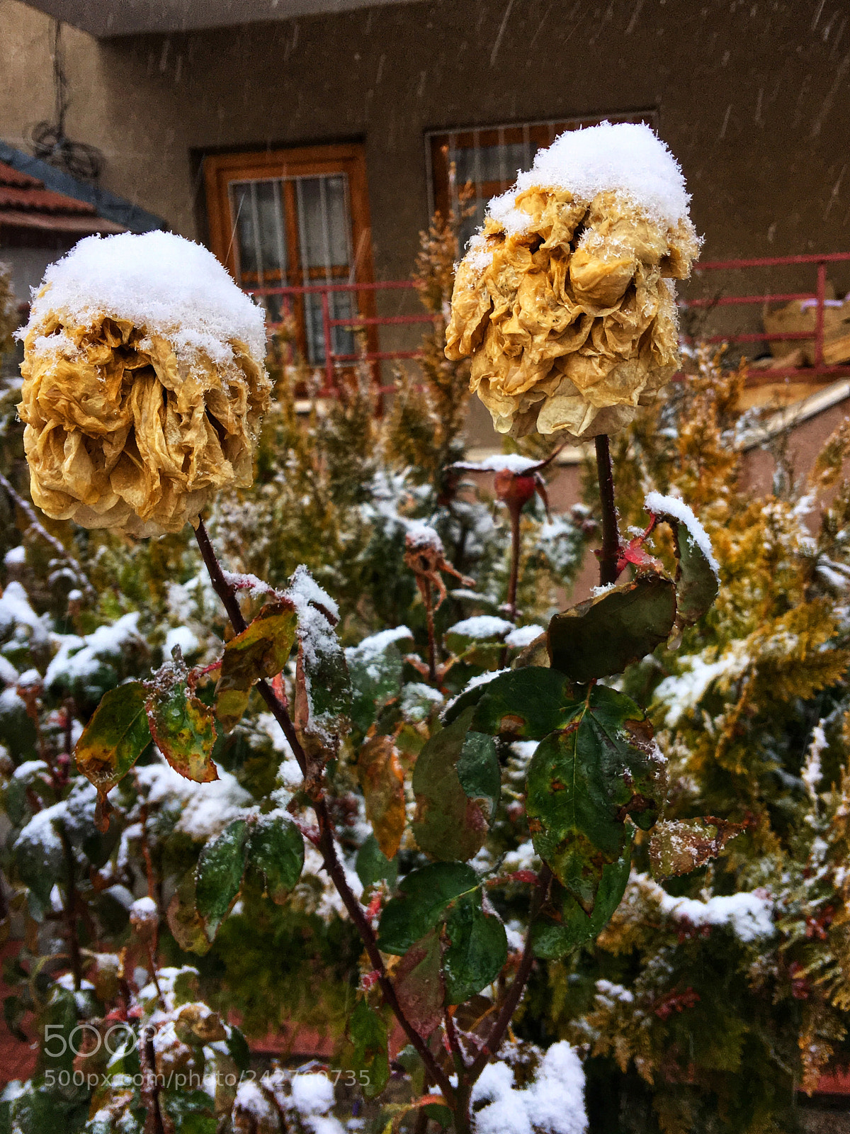 Apple iPhone 6s Plus sample photo. Snow on the roses photography