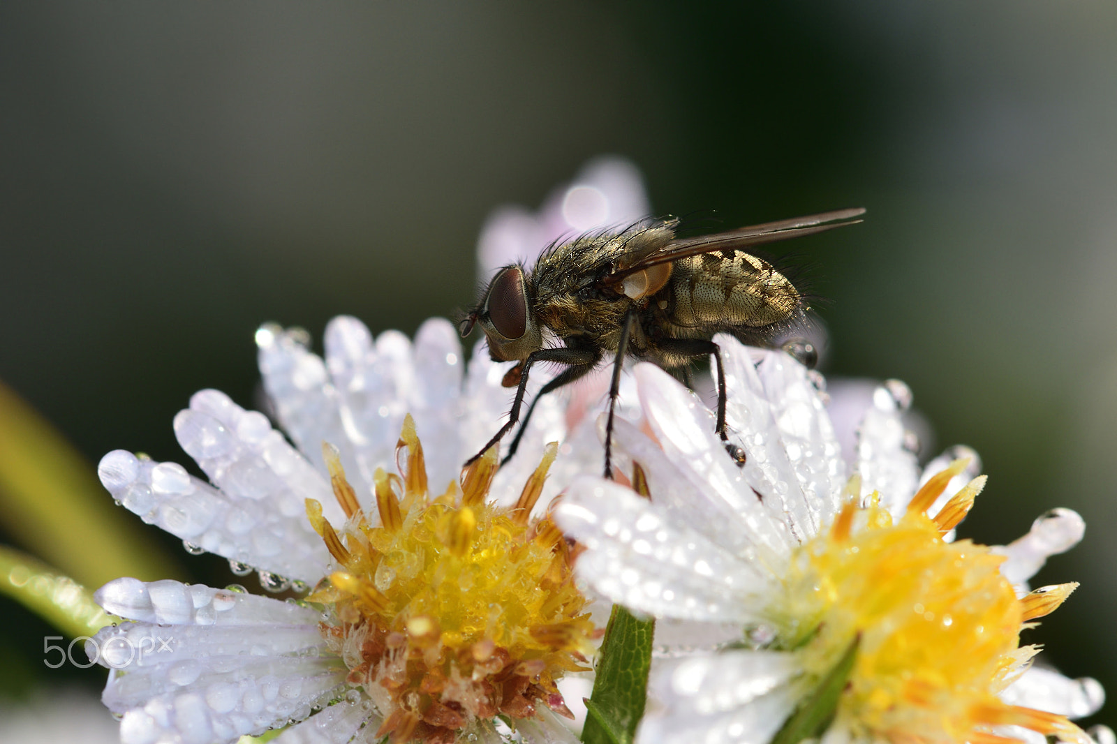 Nikon AF-S Micro-Nikkor 105mm F2.8G IF-ED VR sample photo. Insect photography