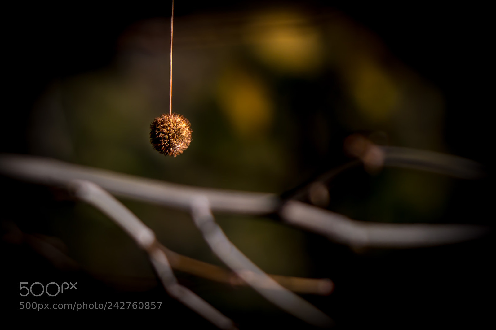 Nikon D800 sample photo. Winter scenes photography