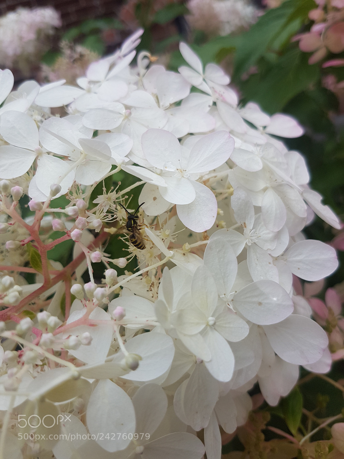 Samsung Galaxy S7 Edge sample photo. Natural white lilac photography