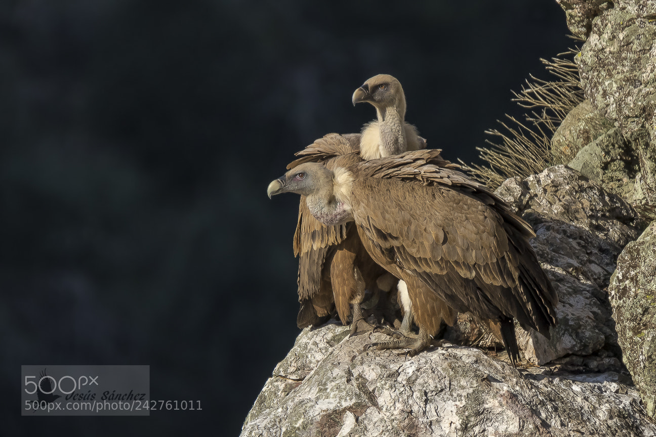 Canon EOS 7D Mark II sample photo. Buitre leonado (gyps fulvus) photography