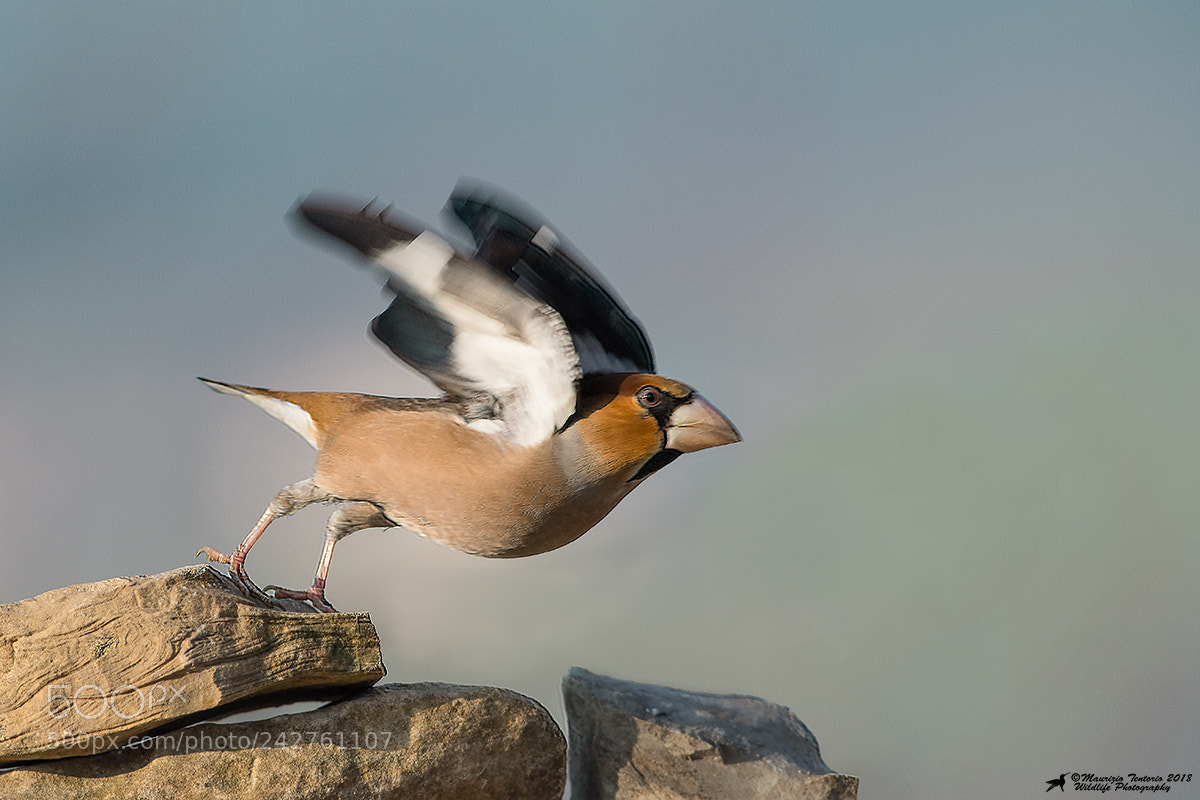 Nikon D5 sample photo. Frosone coccothraustes coccothraustes photography