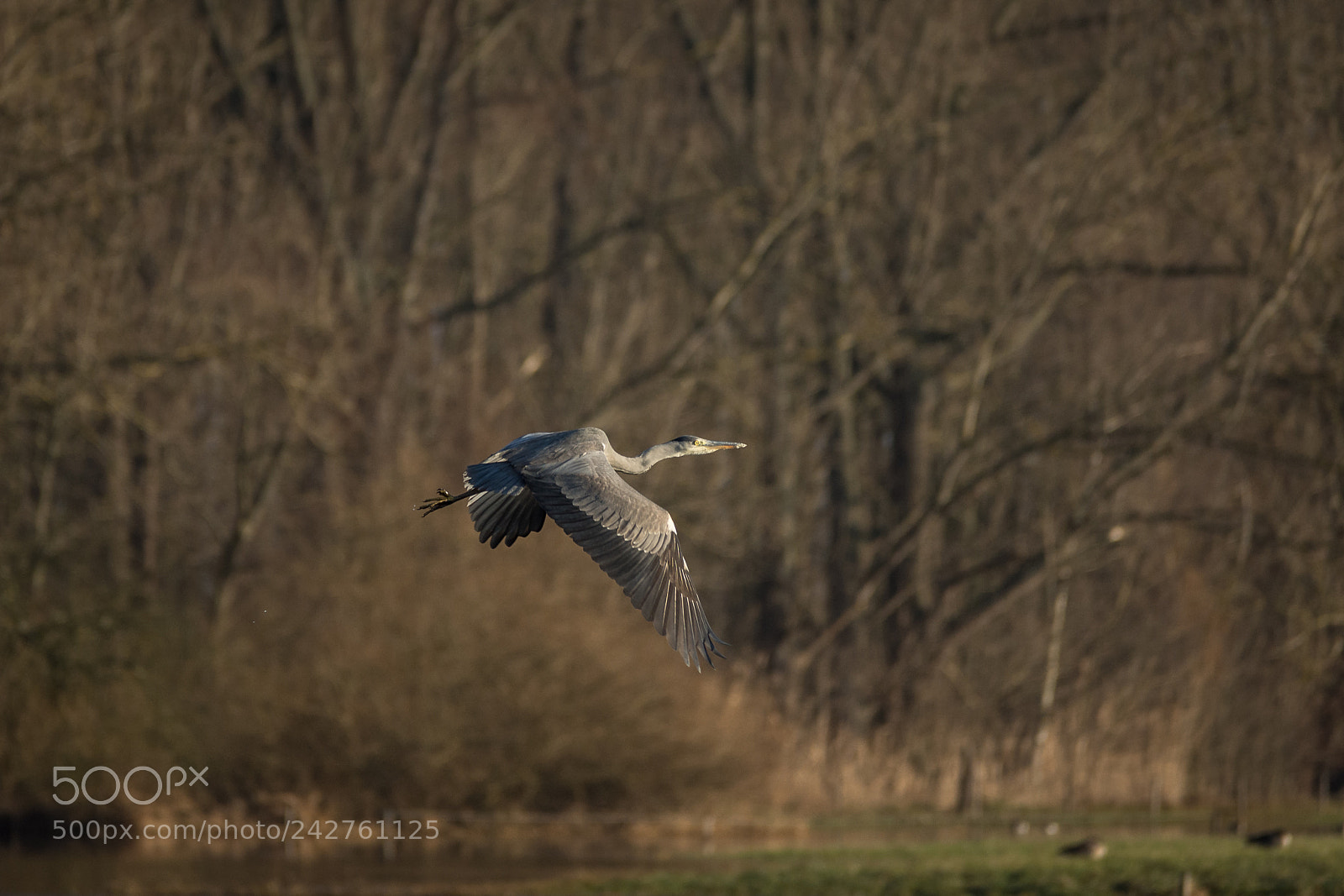 Nikon D7200 sample photo. Gray heron in flight photography