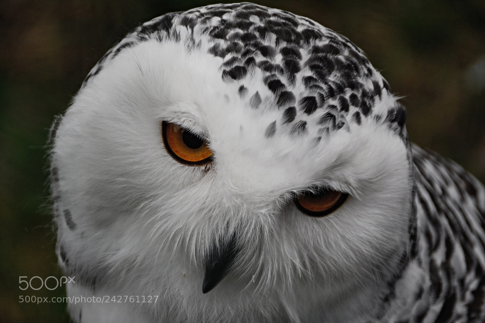 Nikon D7100 sample photo. Schneeeule photography