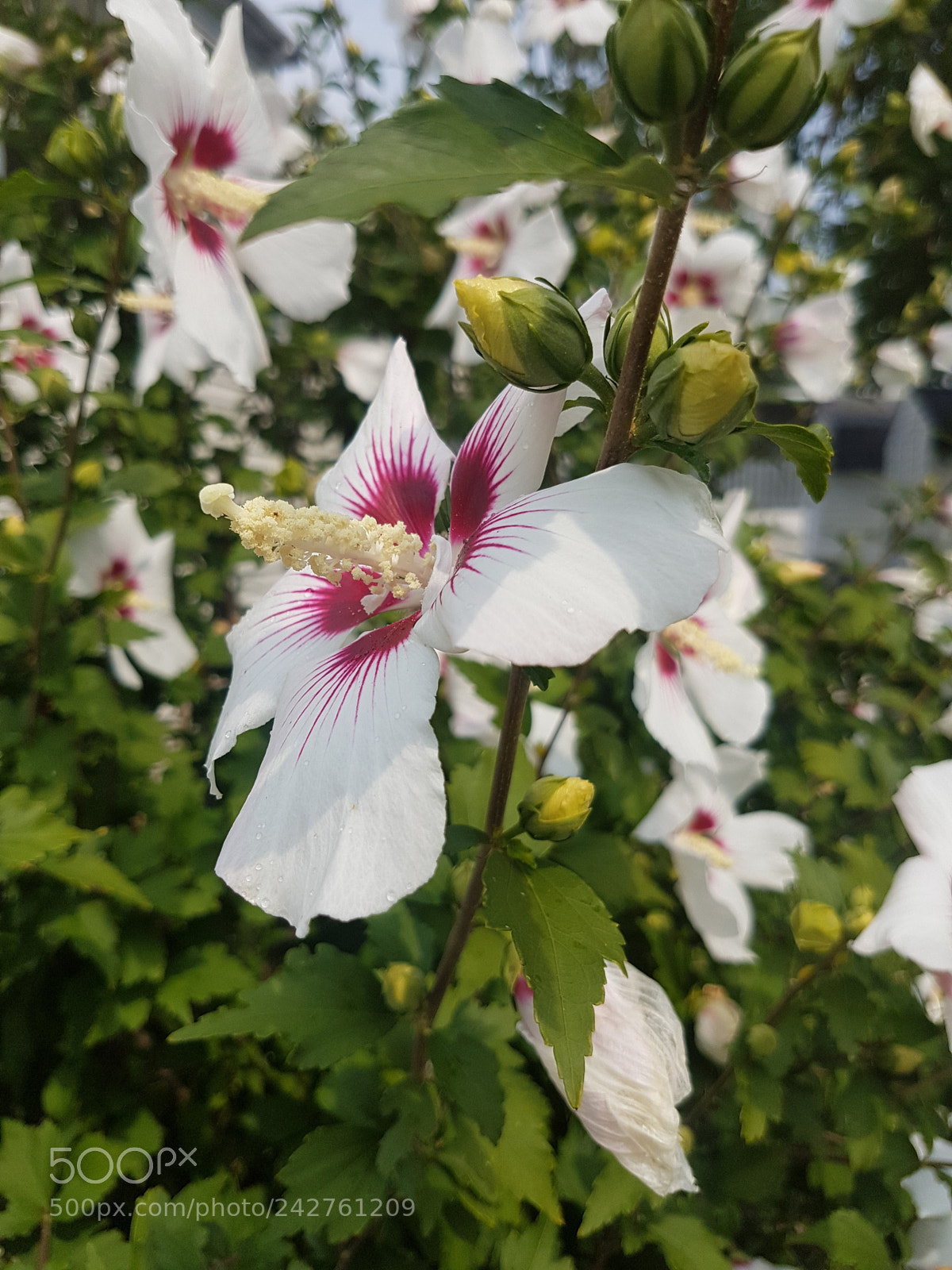 Samsung Galaxy S7 Edge sample photo. Brsutiful flower blossomed photography