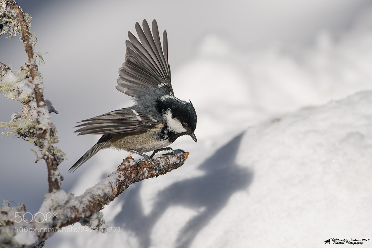 Nikon D5 sample photo. Cincia mora periparus ater photography