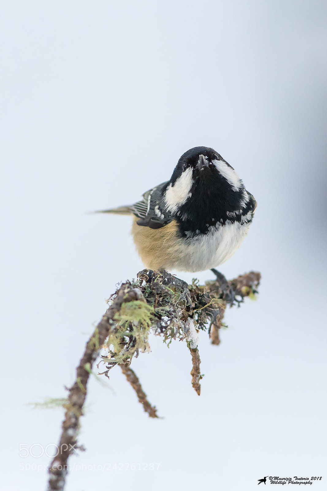 Nikon D5 sample photo. Cincia mora periparus ater photography