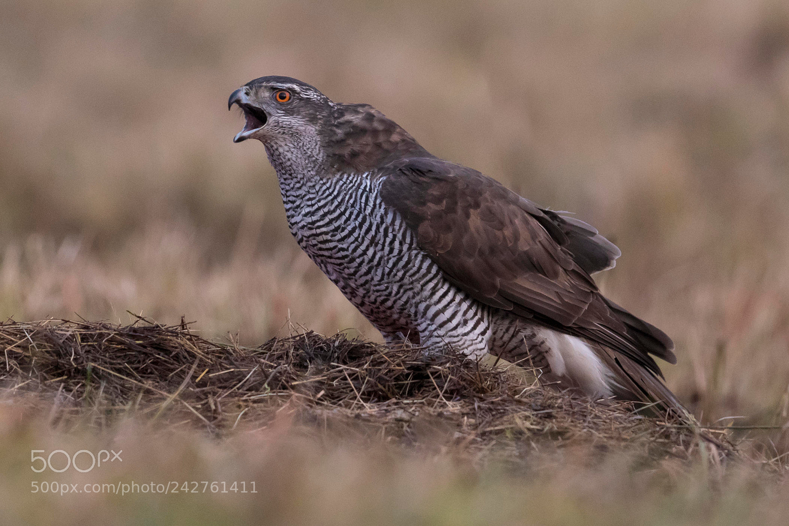 Canon EOS 7D Mark II sample photo. Goshawk photography
