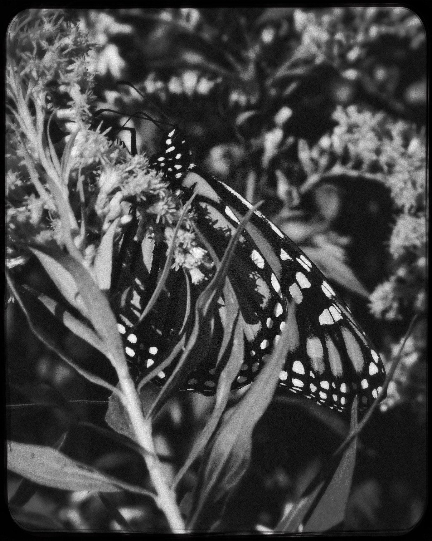 Hipstamatic 339 sample photo. Pretty lil thing photography